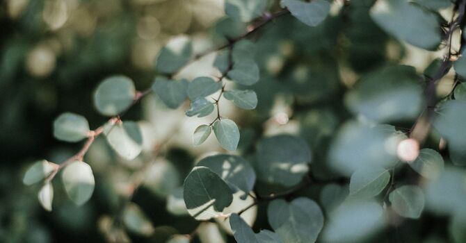 Acupuncture and the Fertility Journey